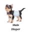 Picture of Dog Diaper Male