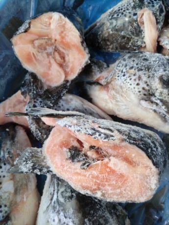 Picture of Salmon Head pack Raw