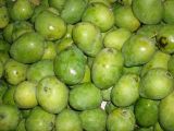Picture of Indian Mango 