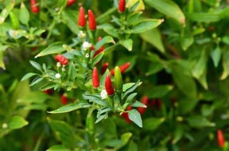 Picture of BISAYA SILI